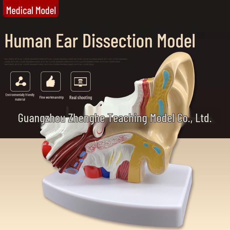 1.5x Magnified Human Middle Ear Anatomy Model 1.5x Magnification