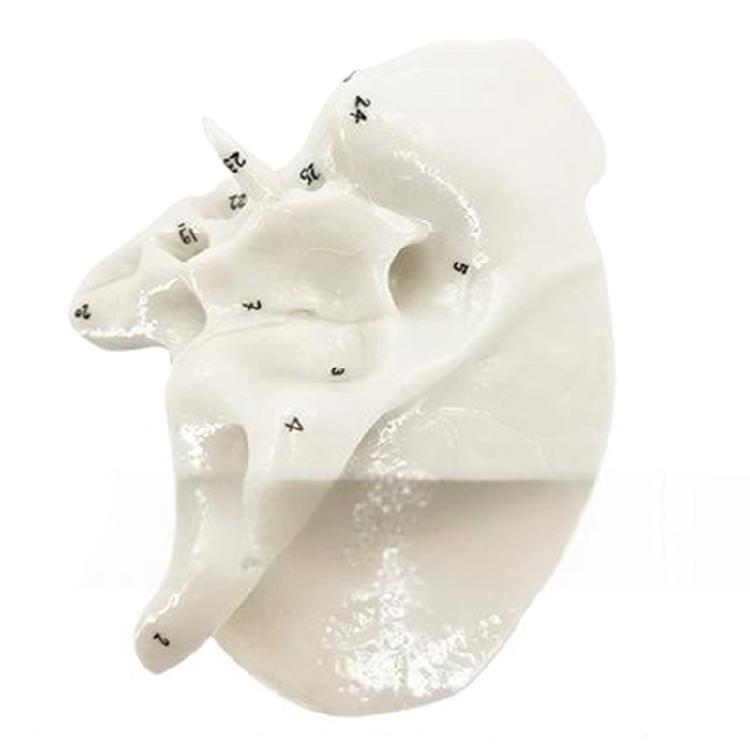 

Human Skeleton Model for Lab School Temporal Bone Model Human Ethmoid Bone Anatomy Model Medicals Teaching Tool