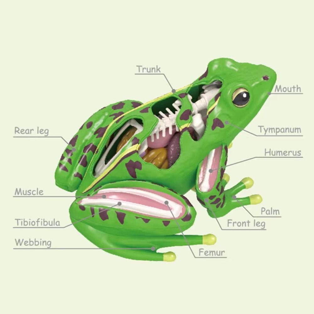 Detachable Biology Education Toy Early Learning Frog Dissection Model Frog Anatomy Model  Kids Toy