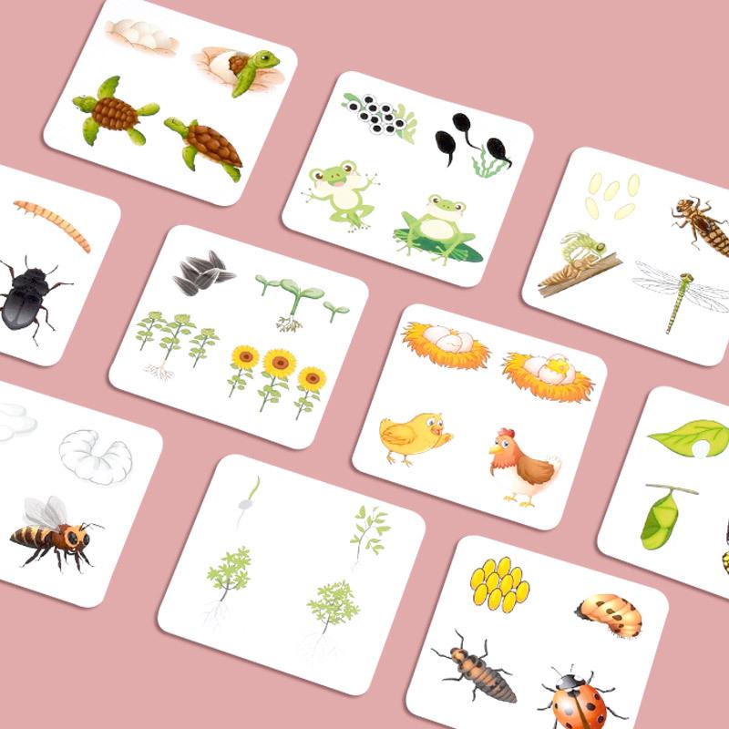 Wooden Educational Puzzle: Life Cycle Changes of Plants & Animals – Toddler Cognitive Growth Toy