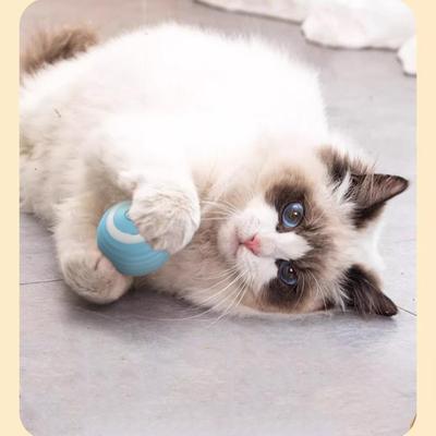 Katzen – Katzenspielzeug