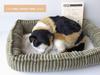 Ninian and Kino Perfect Pet Calico Cat Plush Toy Cat Realistic Calico Cat Calico Cat Goods Animal Healing Moving Present Gift Celebration Cute Cat