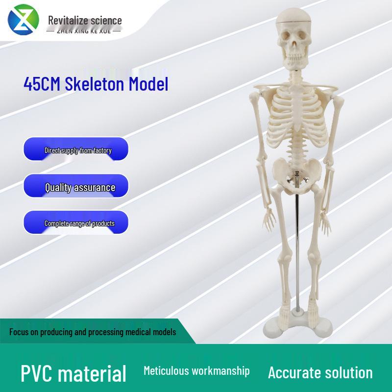 45cm Human Skeletal Model for Medical Teaching and Education