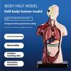 DIY Human Body Anatomy Model Kit - Educational Toy for Kids To Assemble Organs, Skeleton & Muscles