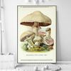 Vintage Mushroom Specimen Canvas Painting Antique Wall Art Herbal Pictures Science Posters and Prints Home Office Decor Cuadros