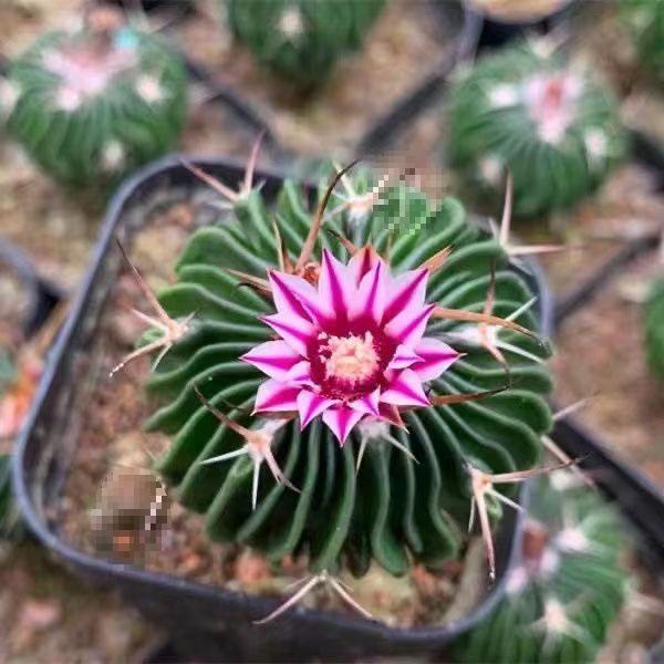 Indoor Flowering Cactus Succulent for Desk or Balcony