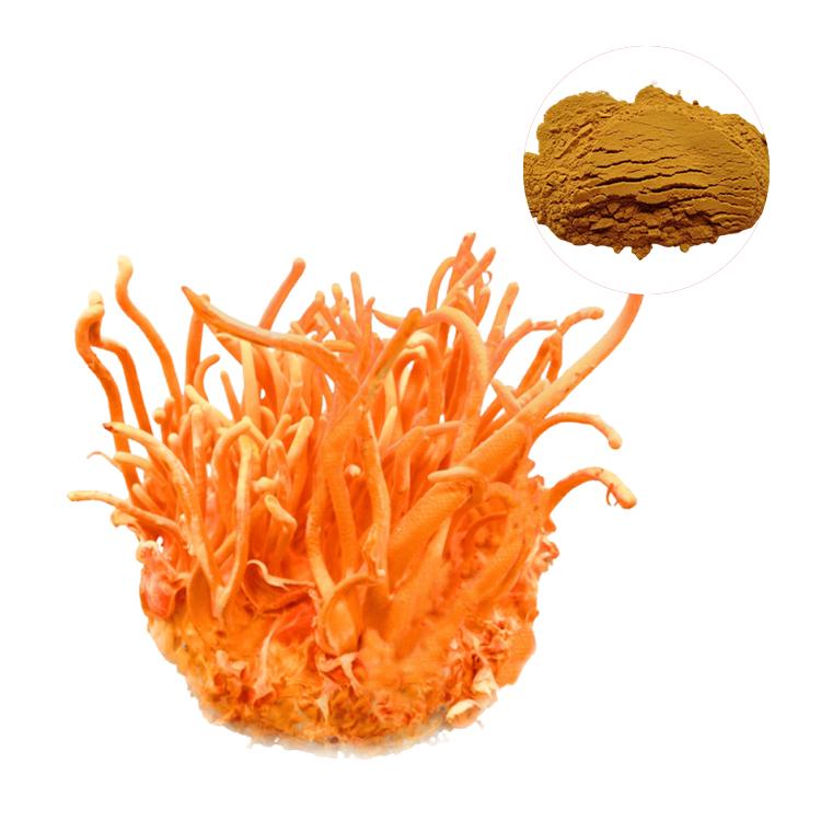 QINSHANTANG 20:1 Cordyceps Militaris Longrich Extract Powder Adult Cordyceps Sinensis Mushroom Powder 1 kg other
