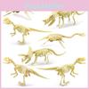 Fossil Skeleton Dinosaur Model With Plastic Material For Kids Decor Educational
