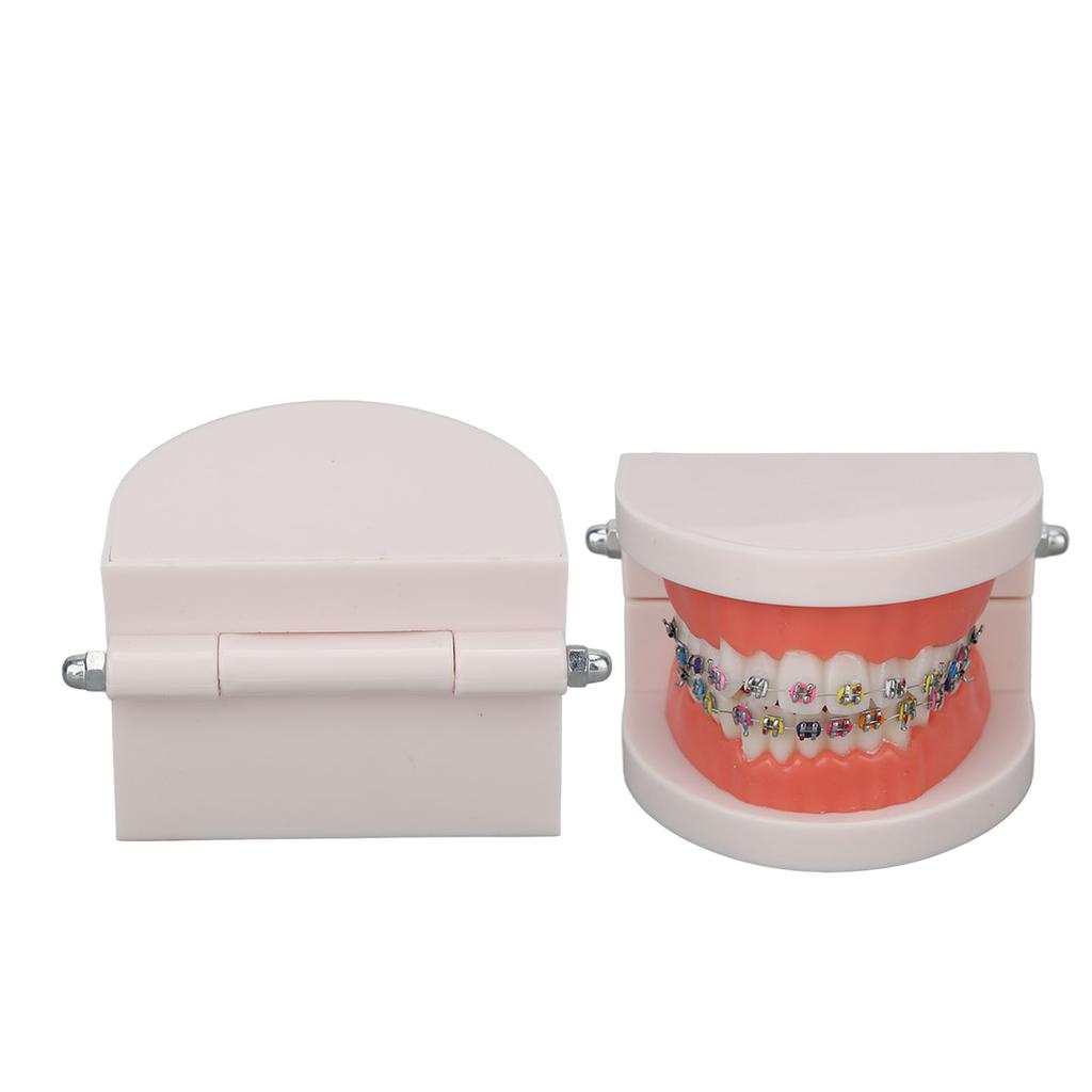 Dental Typodont Teeth Model with Orthodontic Metal Bracket for Dentist Teaching Research Dental Laboratory