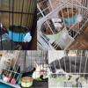 Dog Bowl, Removable Stainless Steel Hanging Pet Kennel Cage Bowl Food & Water Feeder Coop Cup for Puppy, Cat, Rabbit