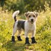 4Pcs/Set Soft Summer Dog Shoes Non-Slip Dog Paw Protector Fashion Hollow Puppy Shoes  All Seasons