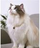Vintage Perlen Verstellbares Haustierhalsband für Katzen und Hunde Niedliche Hochwertige Dekorationshalsband-Accessoire für Welpen Kätzchen