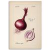 Leinwanddruck, Vintage Gemüse Zwiebeln