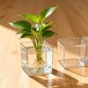 BAILOCK Transparent Square Hydroponic Vase