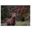Canvas Print Deer In the Forest Nature Animals