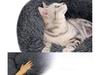 Plush Bed 100 Gray Dark (15) Gab_C