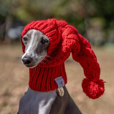 Ropa y calzado – Gorras para perros