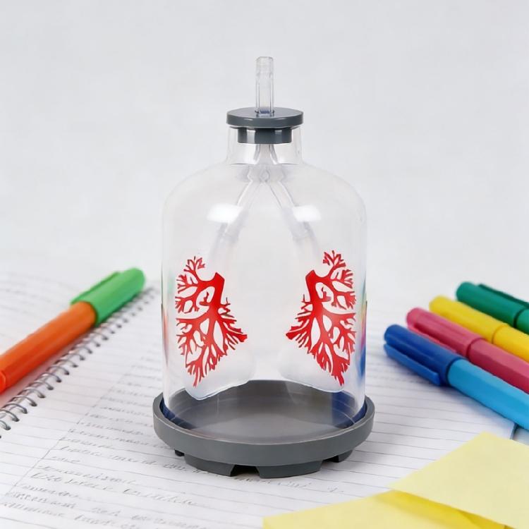 Biology Teaching Aid Demonstrating Diaphragm Action And Gas Exchange In Respiratory Large Size For Clear Instruction