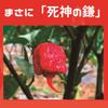 Super Spicy Carolina Reaper Chili Pepper 100g Commercial Use Domestic Highest Quality Carolipa Guinness Certified Chili Pepper Chili Pepper Nanami