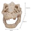Dinosaur Skull, Fish Box Small Skull Aquarium Decorations Dinosaur Skeletons Aquarium Ornaments Skeleton Hole Artificial Dinosaur Skull Skeleton Orna
