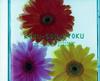 CD TV SOUNDTRACK; KEI WAKAKUSA - Concerto TOCT9707PROMO Japan ObiClassical Used