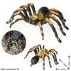 Children's Tarantula Model Toy - Realistic Prank Spider for Halloween & Cognitive Play