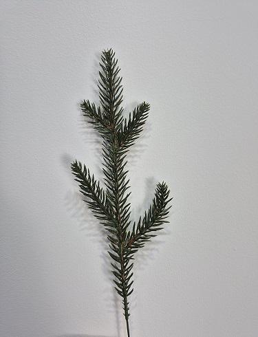 Pe Natural Spruce Branch Pe