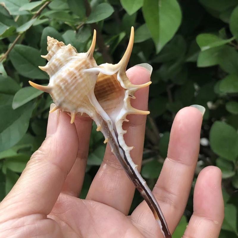 Eremitkräfta Ersättning & Snäcka Naturliga Snäckskal för Akvariumdekor