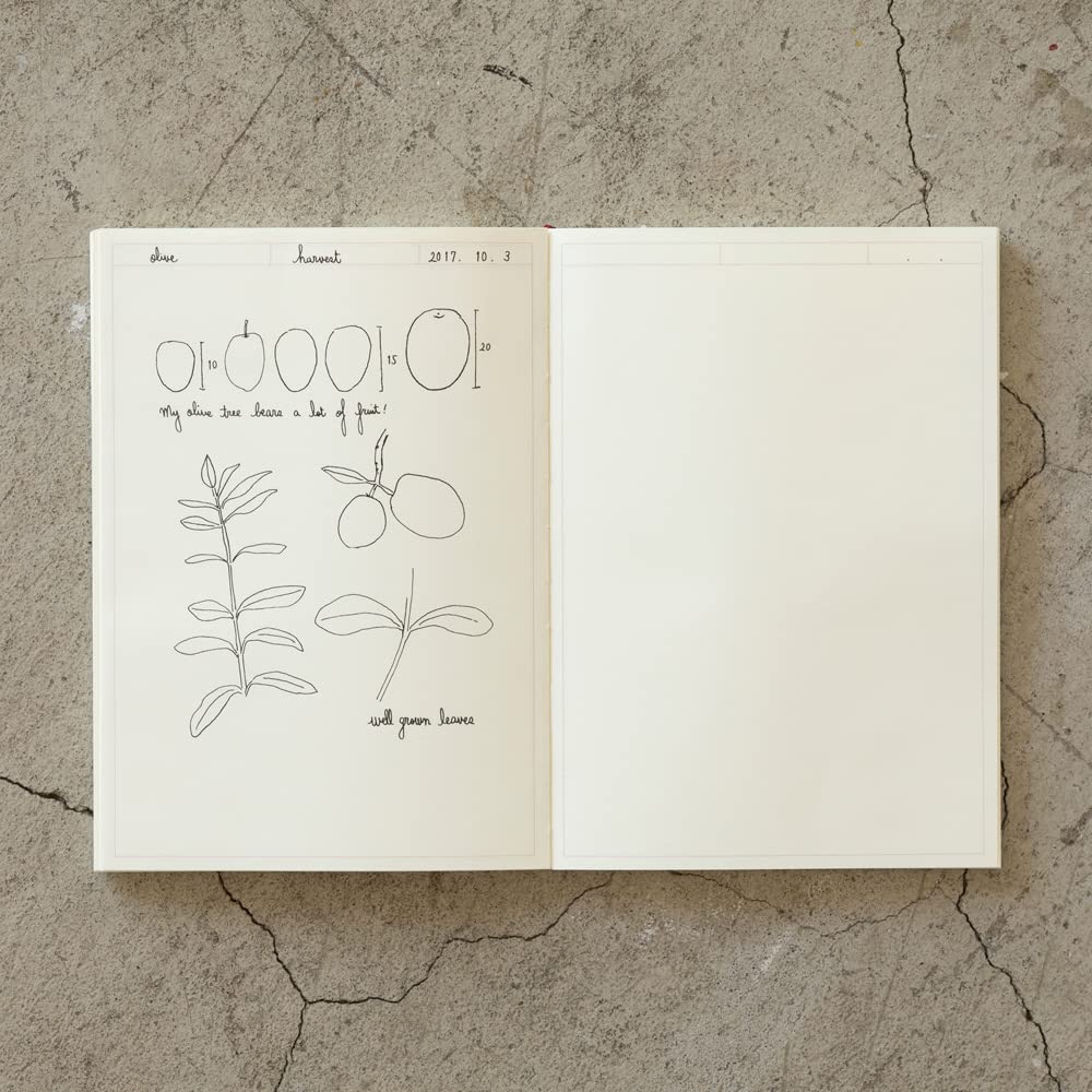 DESIGNPHIL Midori MD A5 Journal Notebook Frame A 15309006     Premium Stationery for Bullet Journaling