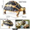 Wild Animal Model: Children's Simulation Turtle Gift Set - Tortoise Variants & Spiderweb Design.