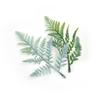 Green Plant Leaf Wedding Wrist Corsage & Hat Decoration