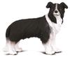 CollectA Border Collie Dog Figure 88010
