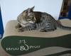 Mimi cat scratching post | green | 70x23x24 cm | MruuPruu