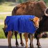 Cow Calf Vest Calf Cold Calf Warm Clothing Farm Calf Vest Warm Clothing Winter Coat Warm Apparel Pasture Supplies