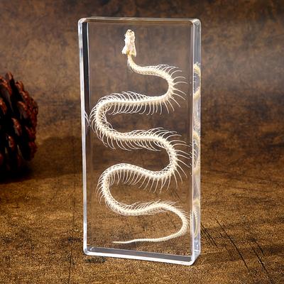 Snake Skeleton Specimen Gothic Natural Science Decor Home Office Desk Curiosity Ornament Acrylic Material Special Gift