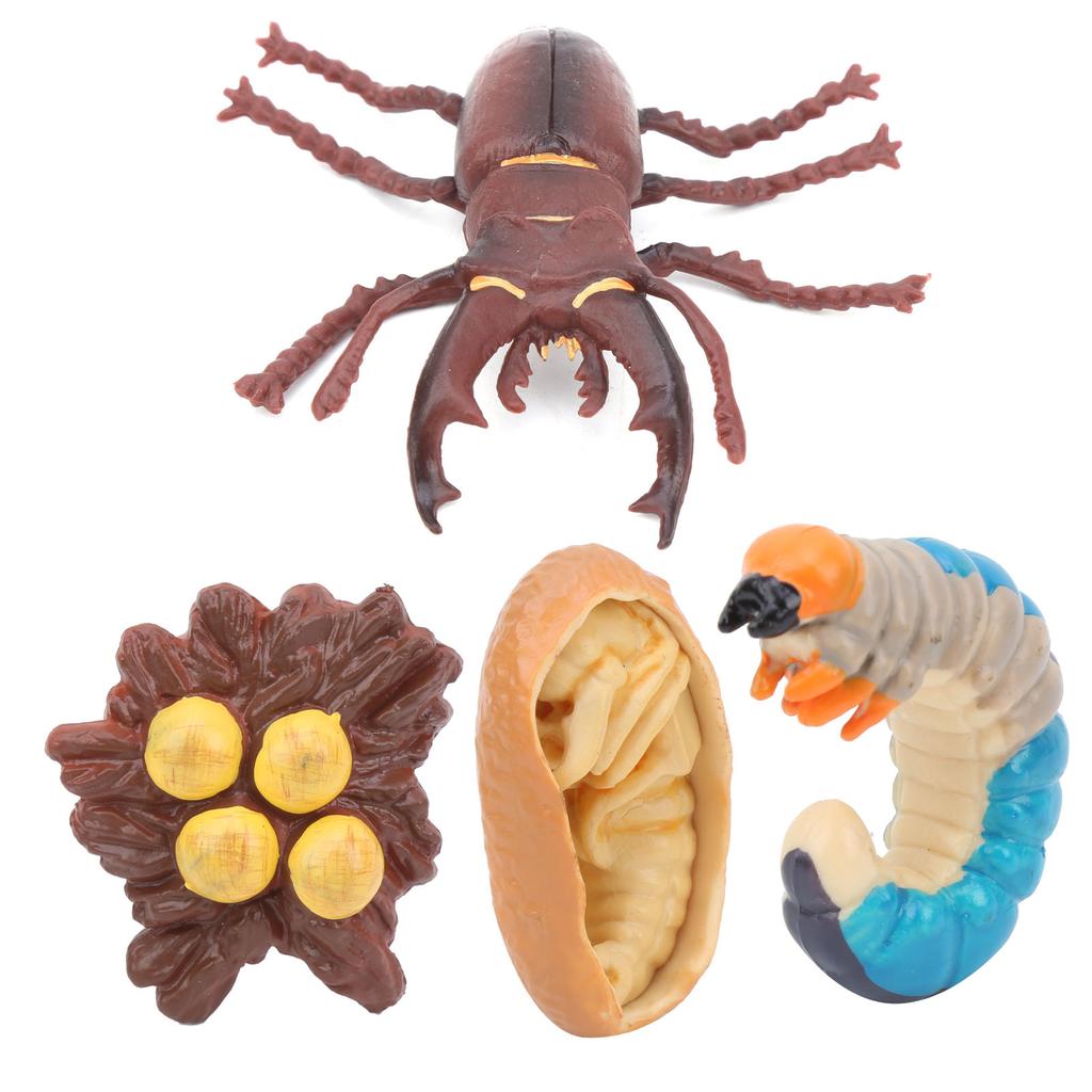 Animals Growth Cycle Life Cycle Model Learning Teaching Model Toy for Children#3