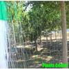 Reusable Climbing Vine Net 2x100 M Vegetable Trellis New Plant Climbing Net  Pond Pool Protection