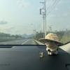 Straw Hat Weirdly Cow Figurine Decorative Dashboard Ornament Desk Decor Figurine  Desk Decoration