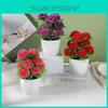Flower Plastic Pot With Twelve Ball Chrysanthemum For Decoration Indoor