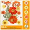 Handmade Pressed Flower Bookmark and Epoxy Sticker Pack with Real Leaf and Plant Specimens for DIY Face Makeup.