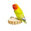 Solid Wood Parrot Perch: Budgie, Cockatiel, Lovebird Climbing & Rest Station
