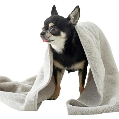 Serviette pour animaux certifiée Imabari Serviettes de bain fines pour chats et Fabriqué en BMP 34 x 100 cm Serviette de bain fine Premium Chiens, KURASHITO, Lot de 3, Japon, 100% Coton,