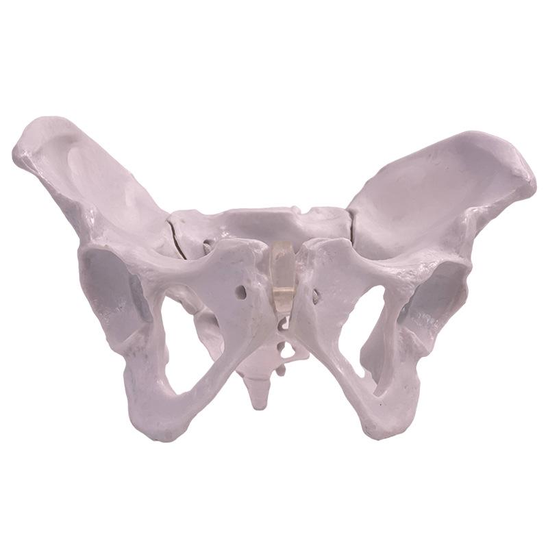 Female Pelvic Muscle and Pelvic Floor Model for Midwifery and Childbirth Education