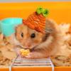 Tiny Hamster Hat Tiny Cute Pet Headwear Knitted Hamster Hat Colorful Animal Clothes With Adjustable Drawstring Soft Costume