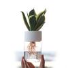 Mini Hydroponic Flower Pot Home Vase Decor Transparent Imitation Glass Soilless Plant Pots Green Plants Pot for Home Decoration