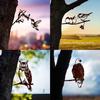 Gardening Ornaments  Owl Bird Art Creative Simulation Animal Bird Ornament Garden Statues Yard Decor Gift Easter Decoration