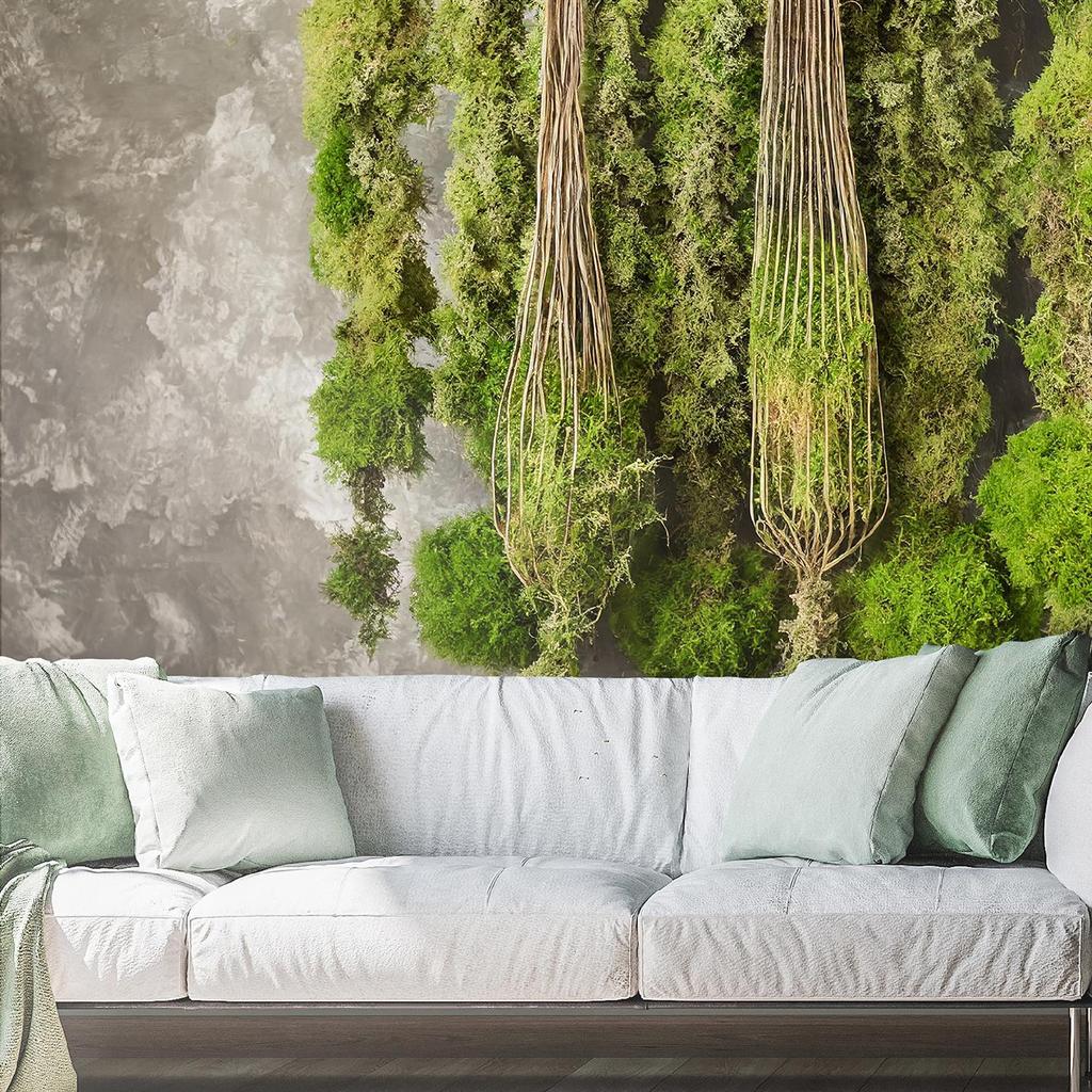 Wallpaper Moss plant nature