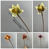 Real Touch Artificial Slipper Orchid Lifelike Realistic Silk Orchid Flower Single Branch Simulation Orchid Floral Arrangement