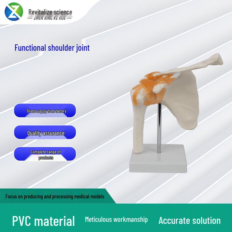 

Functional Human Joint Model for Teaching and Demonstration Functional Joint
