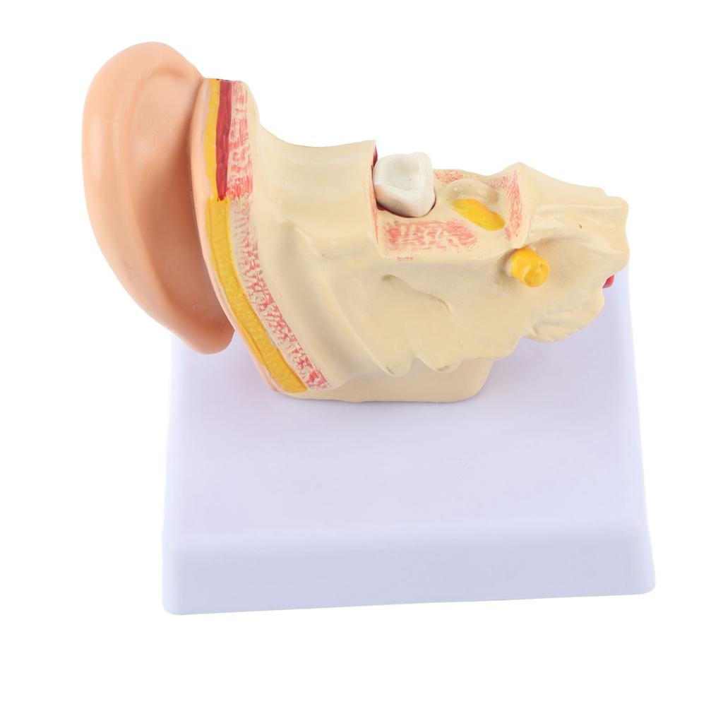 Anatomia Modelului de Ureche 1.5:1 Model Anatomic Uman Mic Mărit, Profesional, Științific, de Simulare